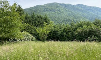 Sonniges Grundstück in Ebensee zu kaufen | Objekt 714 | Daxner Immobilien, Ebensee, Bad Ischl